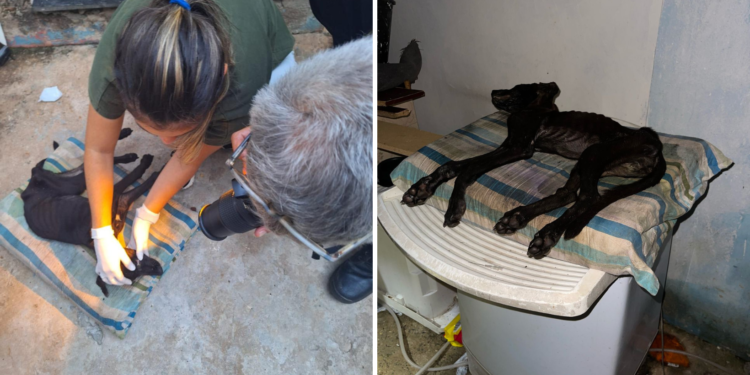 A Polícia Civil encontrou o cachorro de cor preta, absolutamente caquético, deitado sob o solo, sem conseguir se mexer e apresentando espasmos. (Divulgação)