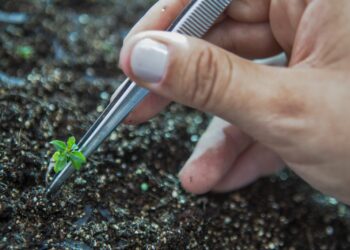 O novo eucalipto geneticamente modificado combinado contribuirá para a intensificação sustentável dos plantios, ao permitir o aumento da produtividade, o uso mais eficaz dos herbicidas e o controle preventivo de lagartas desfolhadoras do eucalipto. (Divulgação/Futuragene)