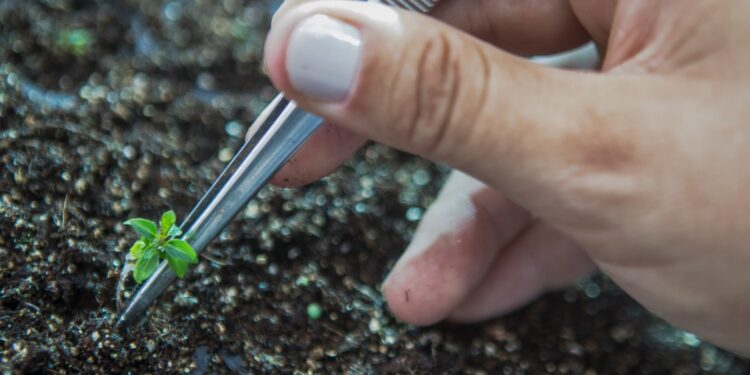 O novo eucalipto geneticamente modificado combinado contribuirá para a intensificação sustentável dos plantios, ao permitir o aumento da produtividade, o uso mais eficaz dos herbicidas e o controle preventivo de lagartas desfolhadoras do eucalipto. (Divulgação/Futuragene)