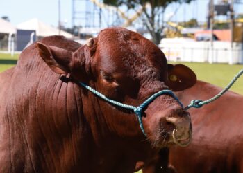 Bovino durante premiação na Expoagro de Itapetininga. (Divulgação)