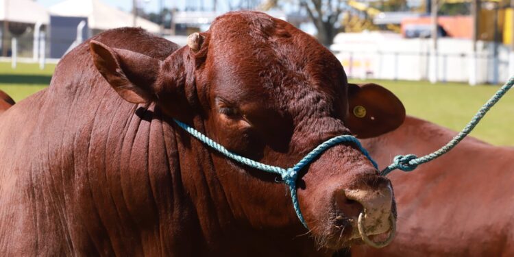 Bovino durante premiação na Expoagro de Itapetininga. (Divulgação)