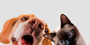 A pesquisa vai mapear a situação de cada cidade paulista. (Divulgação)