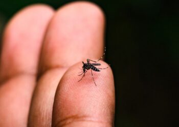 Aedes aegypti é a nomenclatura taxonômica para o mosquito que é popularmente conhecido como mosquito-da-dengue. (Divulgação/Governo do Estado de São Paulo)