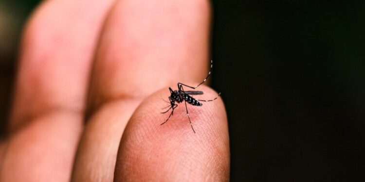 Aedes aegypti é a nomenclatura taxonômica para o mosquito que é popularmente conhecido como mosquito-da-dengue. (Divulgação/Governo do Estado de São Paulo)