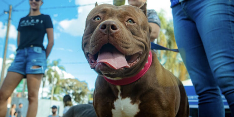 A Mostra de Cães de Raça já é tradição na ExpoAgro Itapetininga. (Divulgação)
