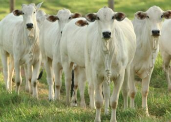 Pecuaristas têm até o dia 31 de maio para realizar a imunização. (Divulgação/Governo do Estado de São Paulo)