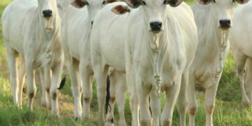 Pecuaristas têm até o dia 31 de maio para realizar a imunização. (Divulgação/Governo do Estado de São Paulo)