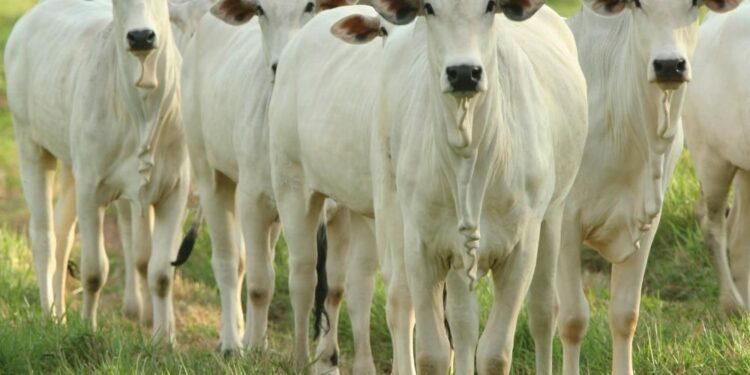 Pecuaristas têm até o dia 31 de maio para realizar a imunização. (Divulgação/Governo do Estado de São Paulo)