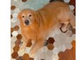 Golden retriever "Joca". (Divulgação)