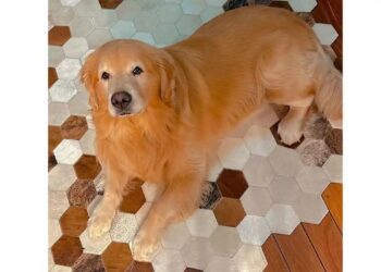 Golden retriever "Joca". (Divulgação)