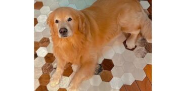 Golden retriever "Joca". (Divulgação)