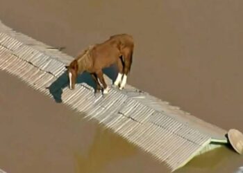 Cavalo Caramelo. (Divulgação)