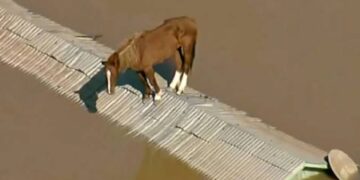 Cavalo Caramelo. (Divulgação)