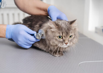 Gato. (Divulgação)