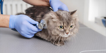 Gato. (Divulgação)