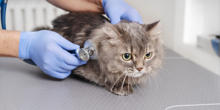 Gato. (Divulgação)