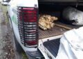 Ao todo foram apreendidas 544 hastes do palmito Juçara e ferramentas utilizadas para o corte. (Divulgação/Polícia Ambiental)