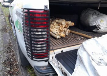 Ao todo foram apreendidas 544 hastes do palmito Juçara e ferramentas utilizadas para o corte. (Divulgação/Polícia Ambiental)