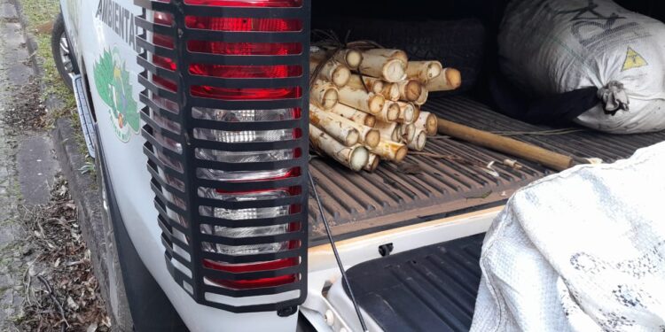 Ao todo foram apreendidas 544 hastes do palmito Juçara e ferramentas utilizadas para o corte. (Divulgação/Polícia Ambiental)