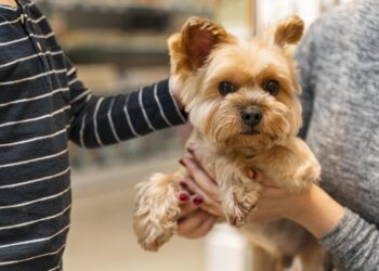 Mulher segurando um cachorro na loja de animais. (Freepik)
