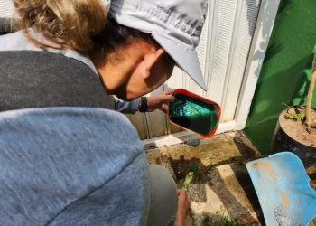 Os agentes de endemias inspecionaram os locais, removendo e tratando pontos críticos de acúmulo de água, como vasos de flores, pratos, lajes de jazigos e outros recipientes. (Divulgação)