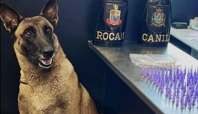 A operação envolveu equipes especializadas como a Força Tática do 22º BPM/I da Polícia Militar, com o apoio da equipe ROCAM (Rondas Ostensivas com Apoio de Motocicletas) e o Canil da GCM, com o auxílio do cão farejador Ákila. (Divulgação/Prefeitura de Itapetininga)