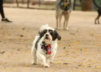 Cadastro deve conter identidade, CPF e endereço do proprietário - Rovena Rosa/Agência Brasil