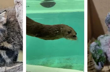 Filhote Gato-palheiro (Leopardus braccatus), lontra (Lontra longicaudis) e um papagaio-de-peito-roxo (Amazona vinacea). (Marcos Tokuda/Sema)