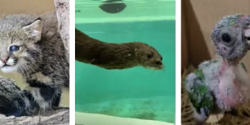 Filhote Gato-palheiro (Leopardus braccatus), lontra (Lontra longicaudis) e um papagaio-de-peito-roxo (Amazona vinacea). (Marcos Tokuda/Sema)