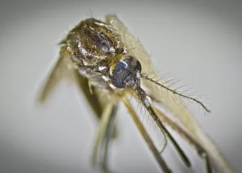 Até o início de novembro deste ano, a dengue já superava os 6,6 milhões de casos prováveis no Brasil, recorde histórico da doença. Foto: Governo de SP