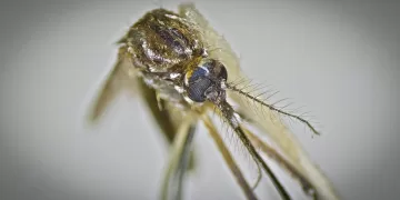 Até o início de novembro deste ano, a dengue já superava os 6,6 milhões de casos prováveis no Brasil, recorde histórico da doença. Foto: Governo de SP