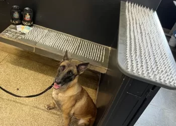 Operação contou com apoio do Grupo de Operações com Cães, mais conhecido como Canil da GCM. (Divulgação)