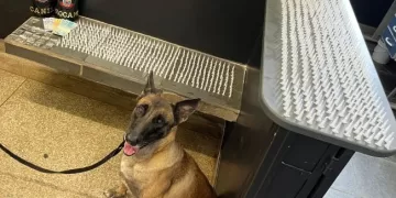 Operação contou com apoio do Grupo de Operações com Cães, mais conhecido como Canil da GCM. (Divulgação)