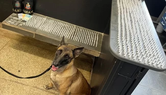 Operação contou com apoio do Grupo de Operações com Cães, mais conhecido como Canil da GCM. (Divulgação)