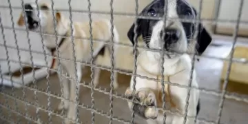 A castração é um processo cirúrgico de esterilização das gônadas, que interrompe a função dos órgãos sexuais dos animais, controlando a sua procriação e evitando que o animal possa contrair variadas doenças reprodutivas e infecciosas. (Divulgação)