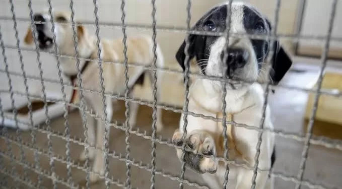 A castração é um processo cirúrgico de esterilização das gônadas, que interrompe a função dos órgãos sexuais dos animais, controlando a sua procriação e evitando que o animal possa contrair variadas doenças reprodutivas e infecciosas. (Divulgação)