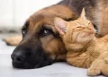 Além da castração, todos os animais serão microchipados. (Divulgação)