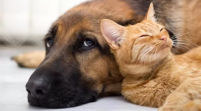 Além da castração, todos os animais serão microchipados. (Divulgação)