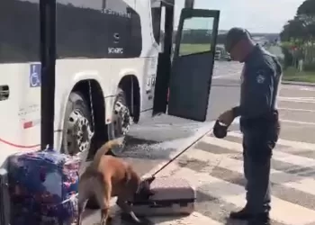 A operação contou com o auxílio do K-9 Troy, um cão de faro altamente treinado, que foi crucial para a localização do entorpecente. (Divulgação)