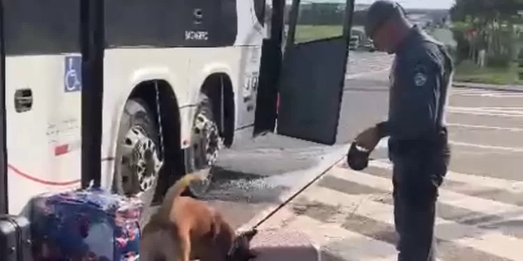 A operação contou com o auxílio do K-9 Troy, um cão de faro altamente treinado, que foi crucial para a localização do entorpecente. (Divulgação)