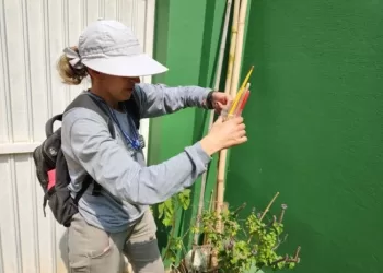 O objetivo do Mutirão é prevenir e combater a proliferação de possíveis focos do mosquito da dengue. (Divulgação)