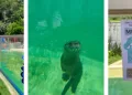 Mustelino, o vencedor, se refere ao nome da família que as lontras e ariranhas pertencem, que é a Família Mustelidae. (Divulgação)