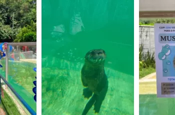 Mustelino, o vencedor, se refere ao nome da família que as lontras e ariranhas pertencem, que é a Família Mustelidae. (Divulgação)