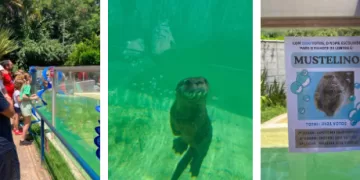 Mustelino, o vencedor, se refere ao nome da família que as lontras e ariranhas pertencem, que é a Família Mustelidae. (Divulgação)