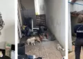 Operação de resgate em Itapetininga: 10 cães são salvos de condições de maus-tratos