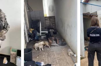 Operação de resgate em Itapetininga: 10 cães são salvos de condições de maus-tratos