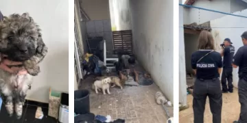 Operação de resgate em Itapetininga: 10 cães são salvos de condições de maus-tratos