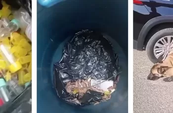 O cão apontou uma área onde estava enterrado um tonel plástico com, aproximadamente, 1.000 porções de drogas. (Divulgação)