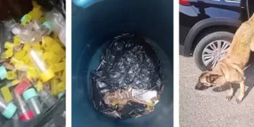 O cão apontou uma área onde estava enterrado um tonel plástico com, aproximadamente, 1.000 porções de drogas. (Divulgação)