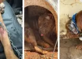 Os cães foram resgatados e encaminhados para avaliação veterinária. O caso seguirá sob investigação para garantir a responsabilização do tutor e o encaminhamento adequado dos animais.(Divulgação)